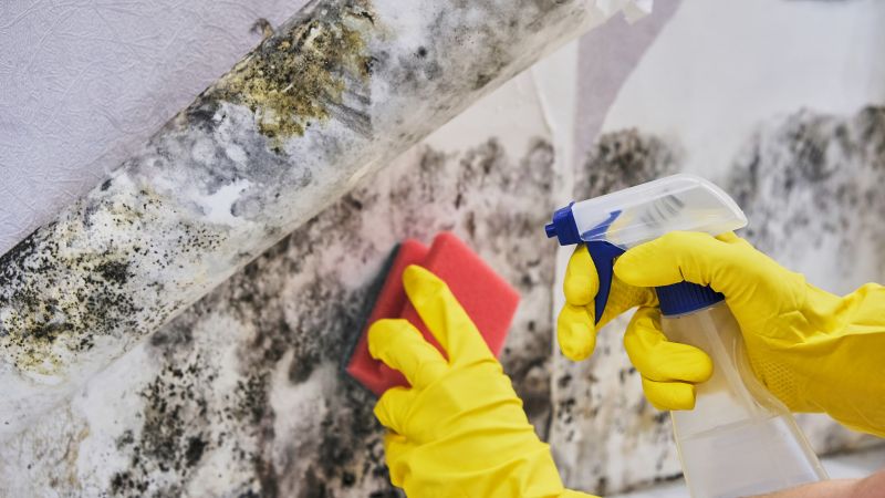 Basement Mold Removal in West Palm Beach, FL