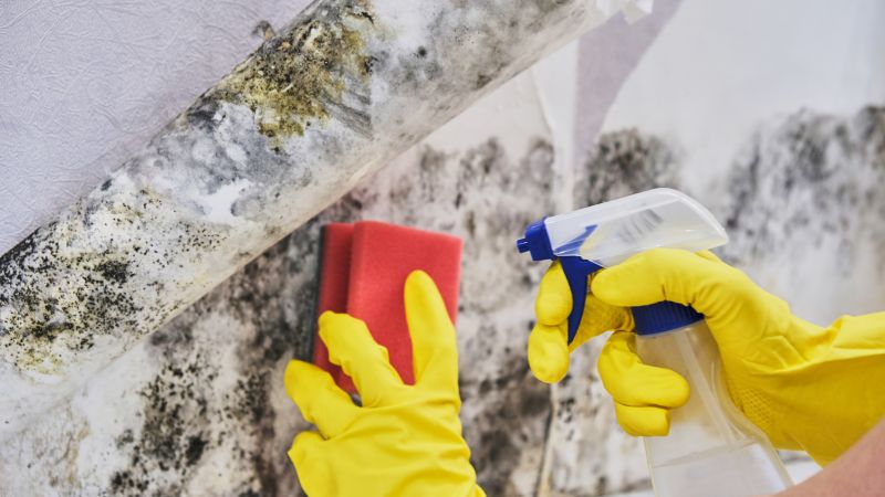Mold Abatement Service in West Palm Beach, FL